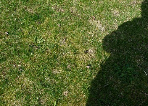 Le monde de l'herbe