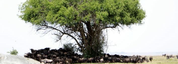 Parc national du Sérengeti, Tanzanie