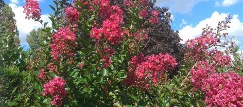 Un buisson ardent...