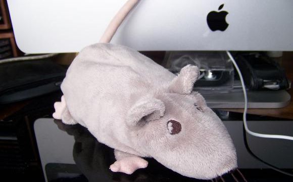 Chicungunya, une souris extraordinaire 