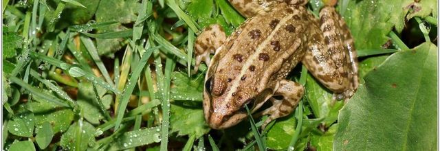 Grenouille Pelophylax (2)