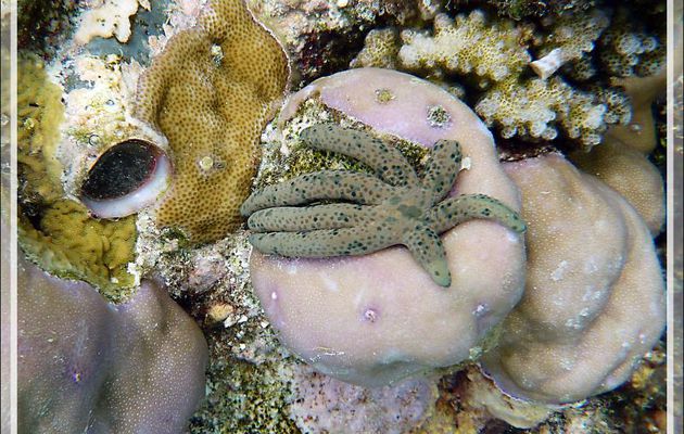 Snorkeling : Etoile Comète de mer, Dalmatian linckia starfish (Linckia multifora), rare spécimen à 7 branches - Moofushi - Atoll d'Ari - Maldives