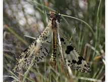 Palpares libelluloides - fourmilion géant