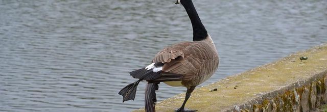 Rambouillet : Naissances de petites oies Bernache du Canada