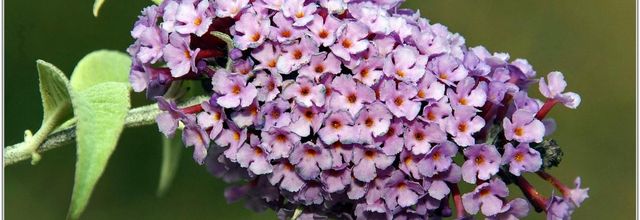 Buddléia (1) - Arbre à papillons (Buddleja)