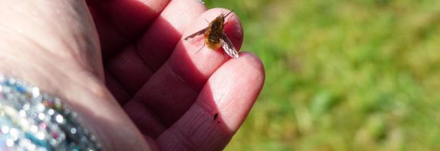 Bombylius major ou mouche colibri