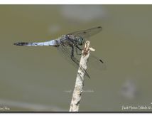 Orthétrum réticulé ♂ (Orthetrum cancellatum)