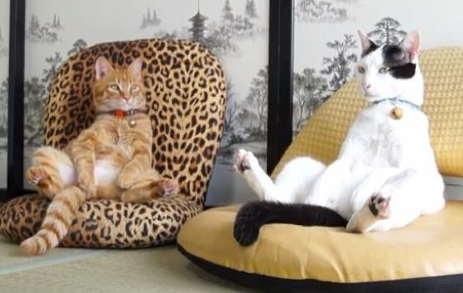 Chat, chat, chat !
