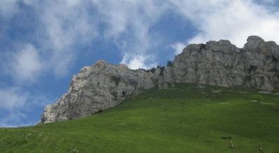 Fleurs de montagne