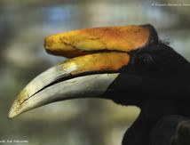 Calao rhinocéros de Java