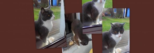  la journée des animaux  nos amis 