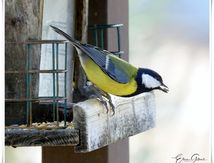 Les oiseaux du jardin