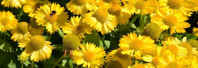  Jardin des Plantes : Petites fleurs jaunes 