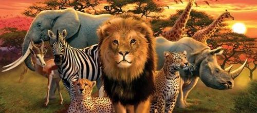 Période 4: les grosses bêtes d'Afrique