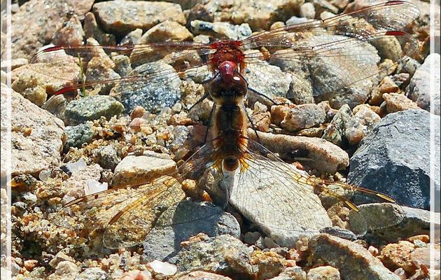 Libellules "Sympetrum" - Cap Tourmente - Saint-Joachim - Québec - Canada