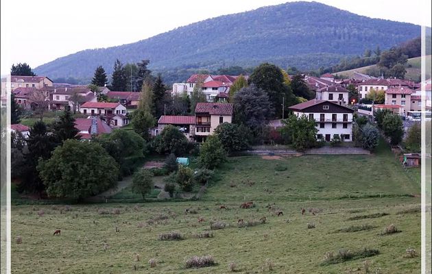 Cerf : période de rut aux portes d'Aspet - 31