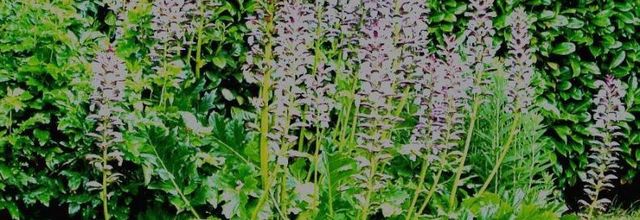 L'Acanthe, une nymphe avant d'être une plante herbacée 