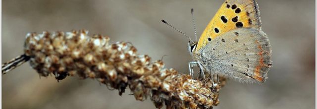 Cuivré Commun (1) - Bronzé / Lycaena phlaeas