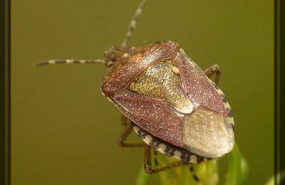 Punaise parasitée