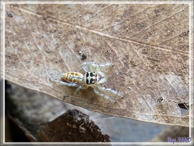 La petite araignée sauteuse (Saltique, Salticidae) à qui j'ai peut-être sauvé la vie - Nosy Sakatia - Madagascar