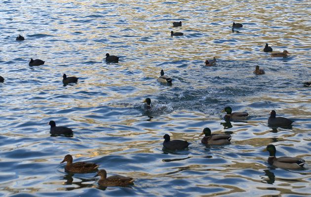 15/11/2016 Au bord du lac