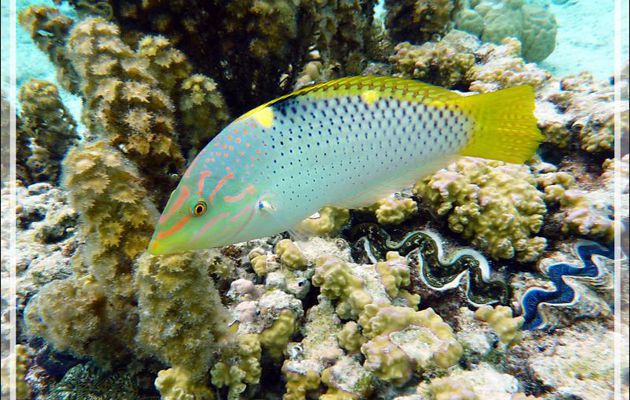 Labre ou girelle échiquier, Checkerboard wrasse (Halichoeres hortulanus) femelle - Jardin de Corail - Motu Tautau - Taha'a - Polynésie française