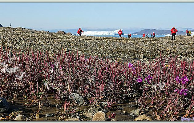 La fleur emblème du Groenland : Épilobe à feuilles larges en période de fructification, Broad-leaf fireweed (Chamerion latifolium) - Karrat Fjord