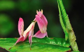La mante orchidée ... 