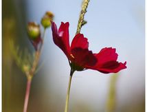 Cosmos