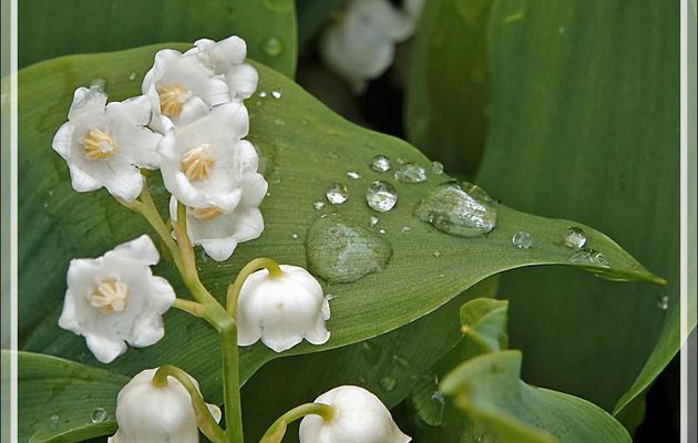 Une semaine après une gloire éphémère, avec la pluie qui en rajoute, c'est une fin annoncée pour le Muguet de mai (Convallaria majalis)