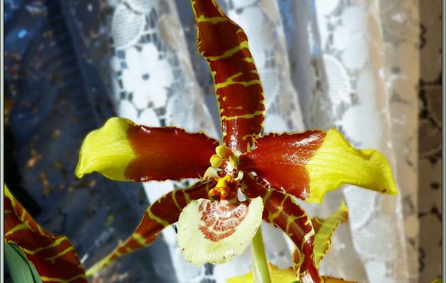 Orchidée Rossioglossum grande et son éperon - Milhas - 31