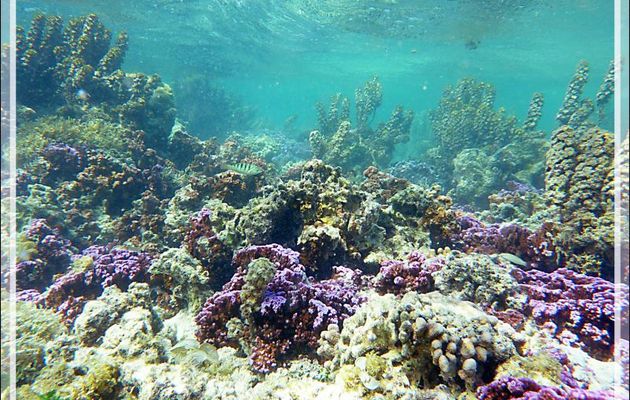 Vue d'ensemble sur le lagon, ses coraux, ses algues - Moorea - Polynésie française