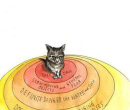 Chat perdu (Livre)