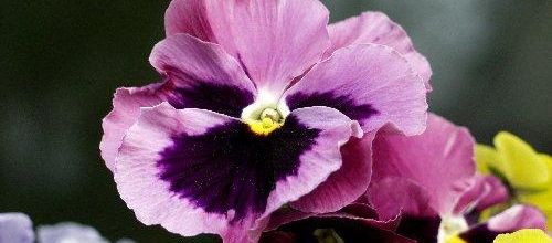 Dites-le avec des fleurs...