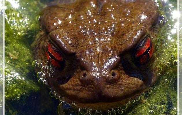 Les yeux de braise du crapaud commun - Lartigau - Milhas - 31