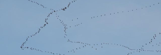 le passage des grues en Gironde