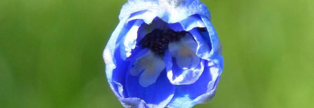 Mes Delphiniums blue bird