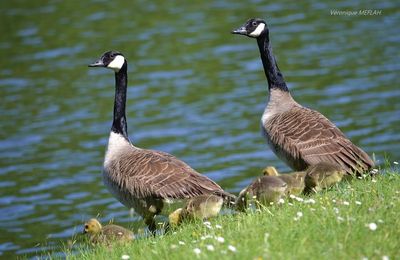 Rambouillet : La Bernache du Canada