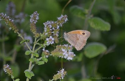 Rambouillet : Octobre : Les derniers papillons
