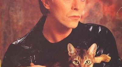 David Bowie et les chats : 