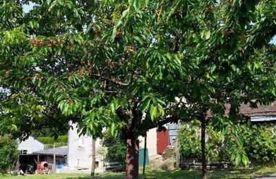 VOICI MAINTENANT LES CERISES BIGARREAU