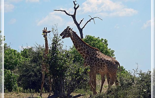 Girafe du Cap (Giraffa giraffa) - Safari terrestre - Parc National de Chobe - Botswana