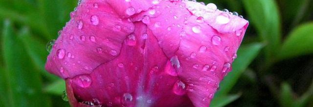 Après la pluie