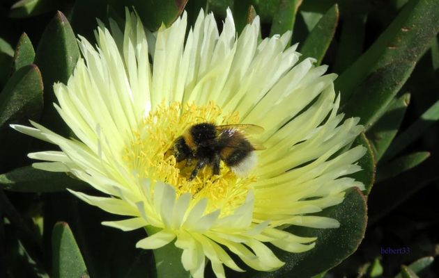 un bourdon sur une fleur 