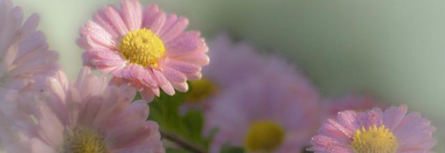 Couleurs Matin pastel d'amande