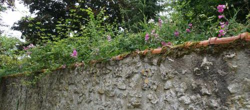 Mur, mousse et grimpereau