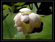 Lotus sacrés (Nelumbo nucifera)