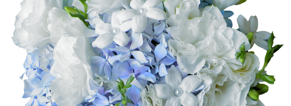 ✿*ﾟWhite flowers