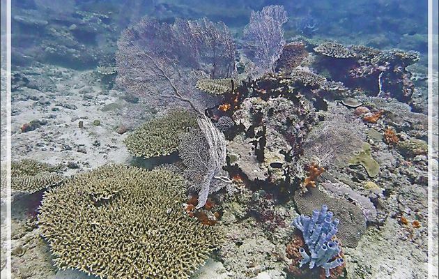 La plongée aux gorgones se termine par ... une Gorgone accompagnée d'une Éponge tubulaire bleue - Bank des Frères - Tsarabanjina - Mitsio - Madagascar