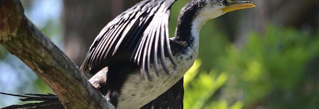 Spécial les 220 ans de la Ménagerie du Jardin des Plantes : Le Cormoran Pie